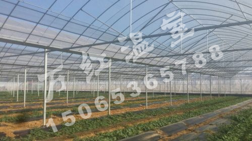 邢臺(tái)草莓育苗薄膜智能溫控大棚