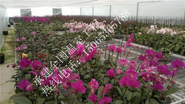 蘭花溫室大棚